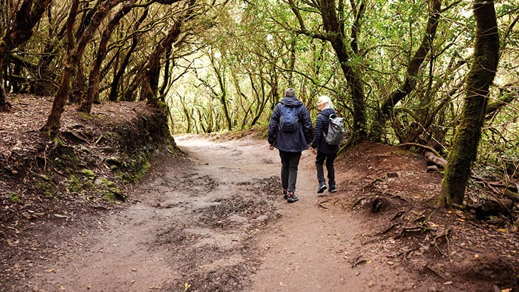 Mercedes Forest in Tenerife